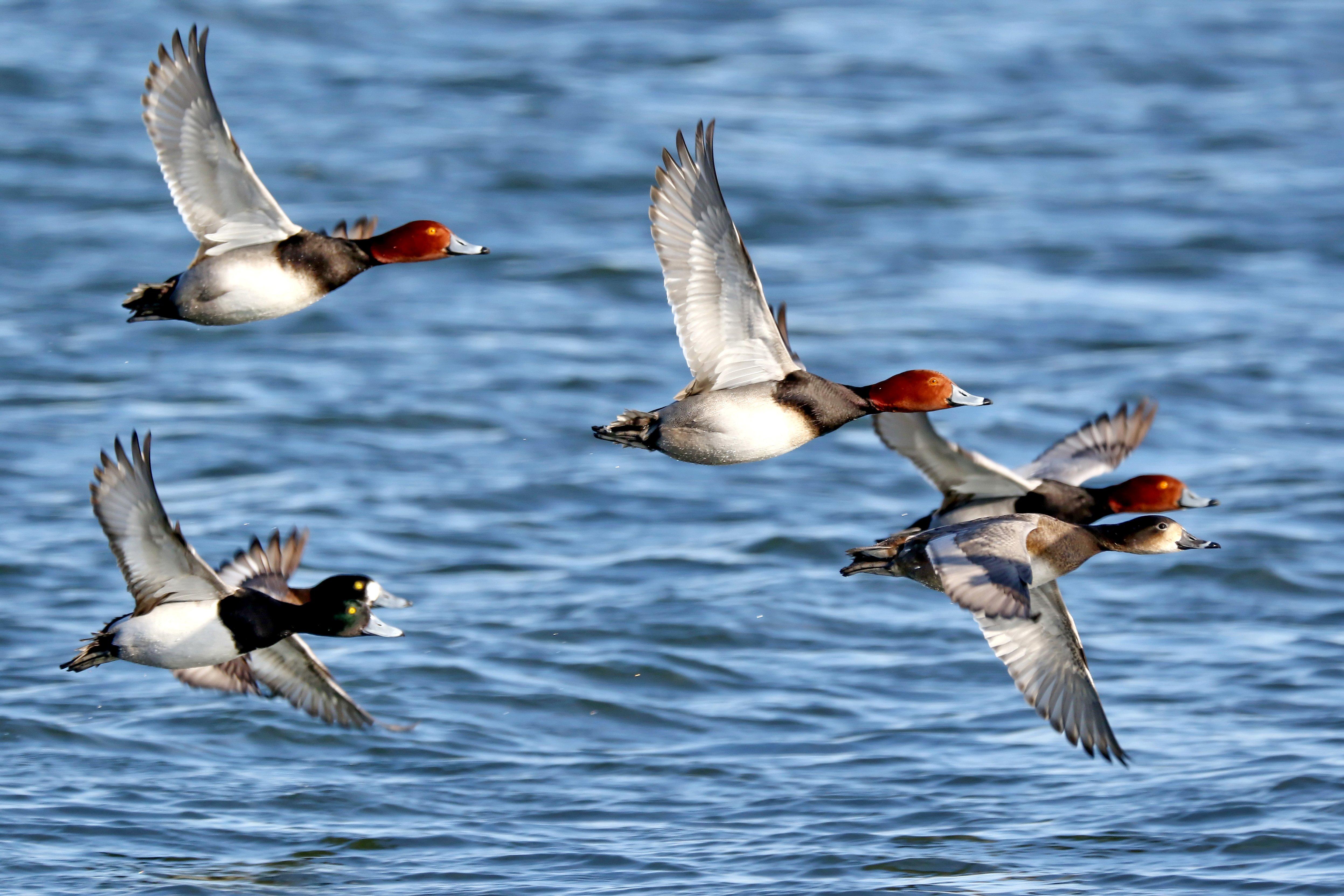 Duck Hunting in Georgia - Realtree Camo